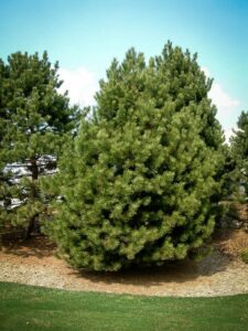 Сосна Чёрная (Pinus Nigra) купить по цене от 270.00р. в интернет-магазине «Посадика» с доставкой почтой в в Барнауле и по всей России – [изображение №1].