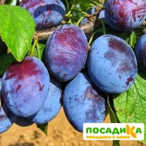 Слива Чачакская ранняя купить по цене от 229.00р. в интернет-магазине «Посадика» с доставкой почтой в в Барнауле и по всей России – [изображение №1].