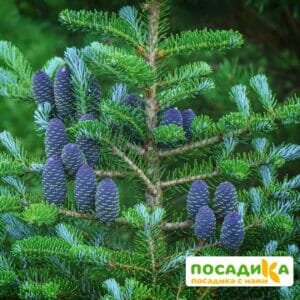 Пихта корейская (Abies koreana) купить по цене от 450.00р. в интернет-магазине «Посадика» с доставкой почтой в в Барнауле и по всей России – [изображение №1].