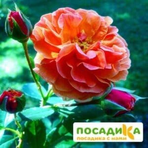 Роза Арабия купить по цене от 350.00р. в интернет-магазине «Посадика» с доставкой почтой в в Барнауле и по всей России – [изображение №1].