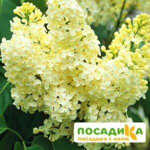 Сирень Примроуз (Primrose) купить по цене от 529.00р. в интернет-магазине «Посадика» с доставкой почтой в в Барнауле и по всей России – [изображение №1].