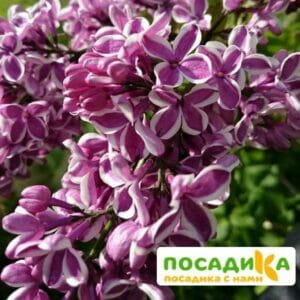 Сирень Сенсация купить по цене от 529.00р. в интернет-магазине «Посадика» с доставкой почтой в в Барнауле и по всей России – [изображение №1].