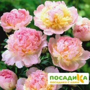 Пион Распберри Сандей (Paeonia Raspberry Sundae) купить по цене от 959р. в интернет-магазине «Посадика» с доставкой почтой в в Барнауле и по всей России – [изображение №1].