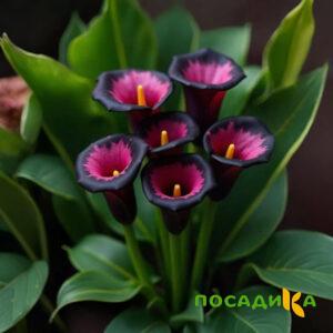 Калла Аура Лейс купить по цене от 400р. в интернет-магазине «Посадика» с доставкой почтой в в Барнауле и по всей России – [изображение №1].