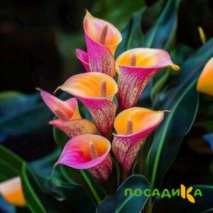 Калла Оникс купить по цене от 450р. в интернет-магазине «Посадика» с доставкой почтой в в Барнауле и по всей России – [изображение №1].