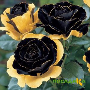 Роза Ханни Сикл купить по цене от 700р. в интернет-магазине «Посадика» с доставкой почтой в в Барнауле и по всей России – [изображение №1].