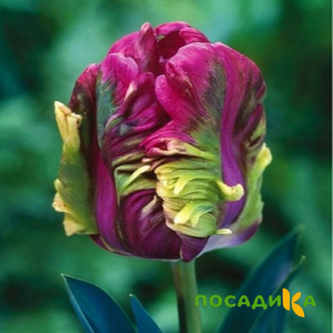 Тюльпан Экзотик Хэвен купить по цене от 186р. в интернет-магазине «Посадика» с доставкой почтой в в Барнауле и по всей России – [изображение №1].
