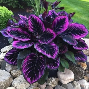 Хоста Люминоза купить по цене от 450р. в интернет-магазине «Посадика» с доставкой почтой в в Барнауле и по всей России – [изображение №1].