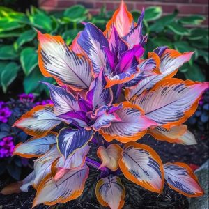 Хоста Эмеральд Тиара купить по цене от 602р. в интернет-магазине «Посадика» с доставкой почтой в в Барнауле и по всей России – [изображение №1].