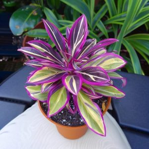 Хоста Сильвер Стик купить по цене от 650р. в интернет-магазине «Посадика» с доставкой почтой в в Барнауле и по всей России – [изображение №1].