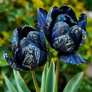 Тюльпан Блю Фог купить по цене от 500р. в интернет-магазине «Посадика» с доставкой почтой в в Барнауле и по всей России – [изображение №1].