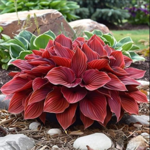 Хоста Рэд Эйнджл купить по цене от 549р. в интернет-магазине «Посадика» с доставкой почтой в в Барнауле и по всей России – [изображение №1].