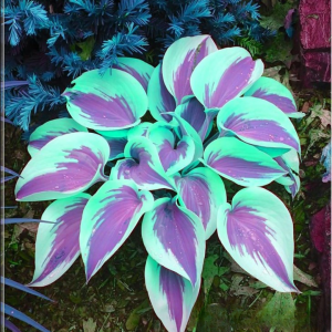 Хоста Висперин Бьюти купить по цене от 379р. в интернет-магазине «Посадика» с доставкой почтой в в Барнауле и по всей России – [изображение №1].