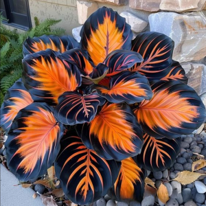 Хоста Сикрет Форест купить по цене от 601р. в интернет-магазине «Посадика» с доставкой почтой в в Барнауле и по всей России – [изображение №1].