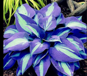 Хоста Аурелия купить по цене от 450р. в интернет-магазине «Посадика» с доставкой почтой в в Барнауле и по всей России – [изображение №1].