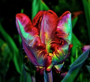 Тюльпан Эирпрайз купить по цене от 270р. в интернет-магазине «Посадика» с доставкой почтой в в Барнауле и по всей России – [изображение №1].